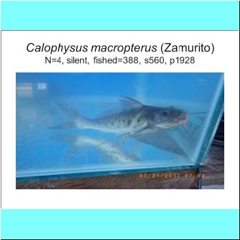 Calophysus macropterus.png